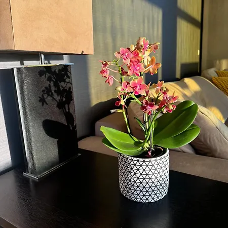 Luxury Family Beachfront Apartment